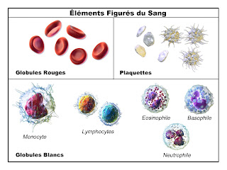 Voici la liste des médicaments qui provoquent l’agranulocytose mortelle.