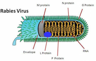 Tout Savoir Sur le Virus de la Rage