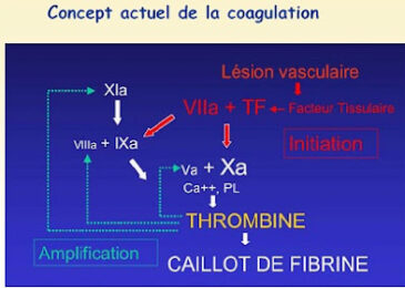 LA COAGULATION : PHYSIOLOGIE ET EXPLORATION BIOLOGIQUE