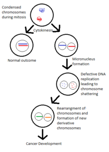 Voila Comment se Forme Le cancer : Oncogenèse  Leucémogénese