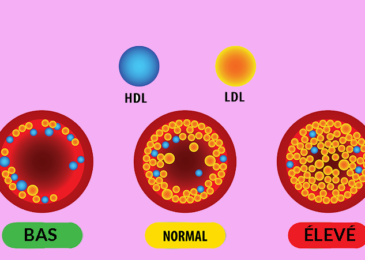 LES LIPOPROTÉINES : HDL,LDL,VLDL, IDL
