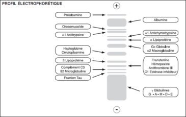Liquide Céphalo-Rachidien (LCR) : Analyse Biochimique, Interprétation ...