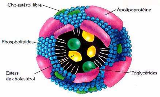 Lipoprotéine Structure 