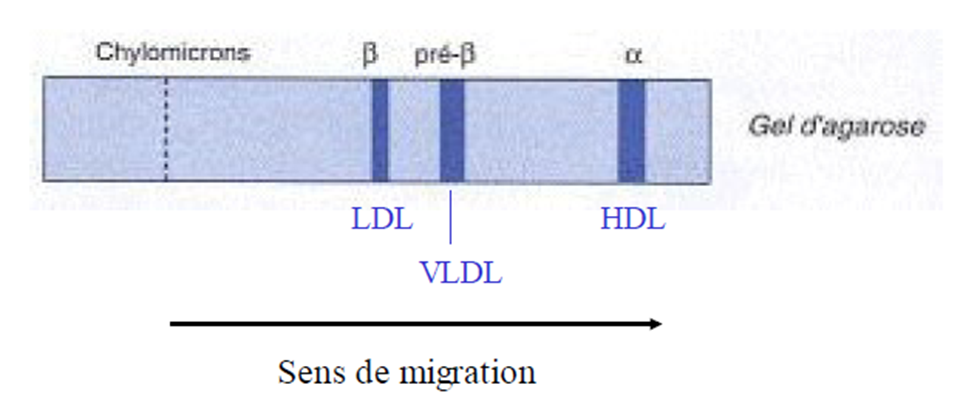 chylomicrons, vldl, cholesterol, truglycérides