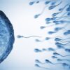 La Cryptozoospermie : Comprendre une Cause Rare d’Infertilité Masculine.