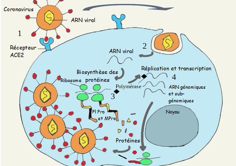 Les Antiviraux : mécanismes d’action, classes, résistances et avenir
