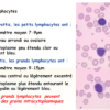 Le lymphocyte Au Microscope Optique