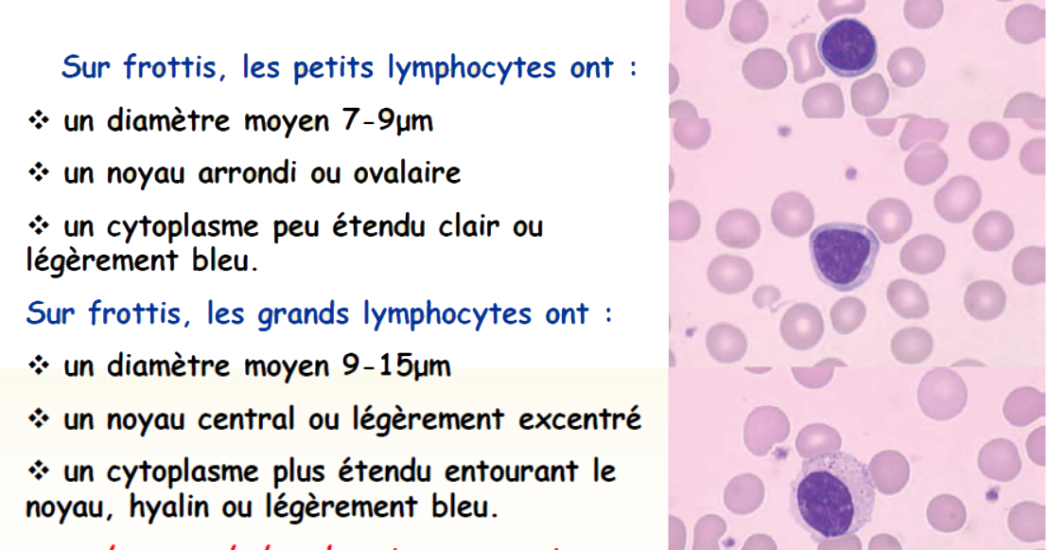 Le lymphocyte Au Microscope Optique
