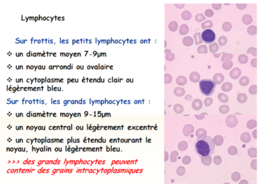 Le lymphocyte Au Microscope Optique